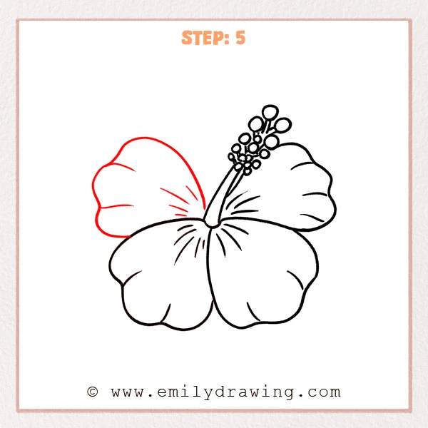 how to draw a hawaiian flower - Step 5 of how to draw a hawaiian flower—an upper-left petal is added behind the left petal, with a few curved fold lines radiating from the center.